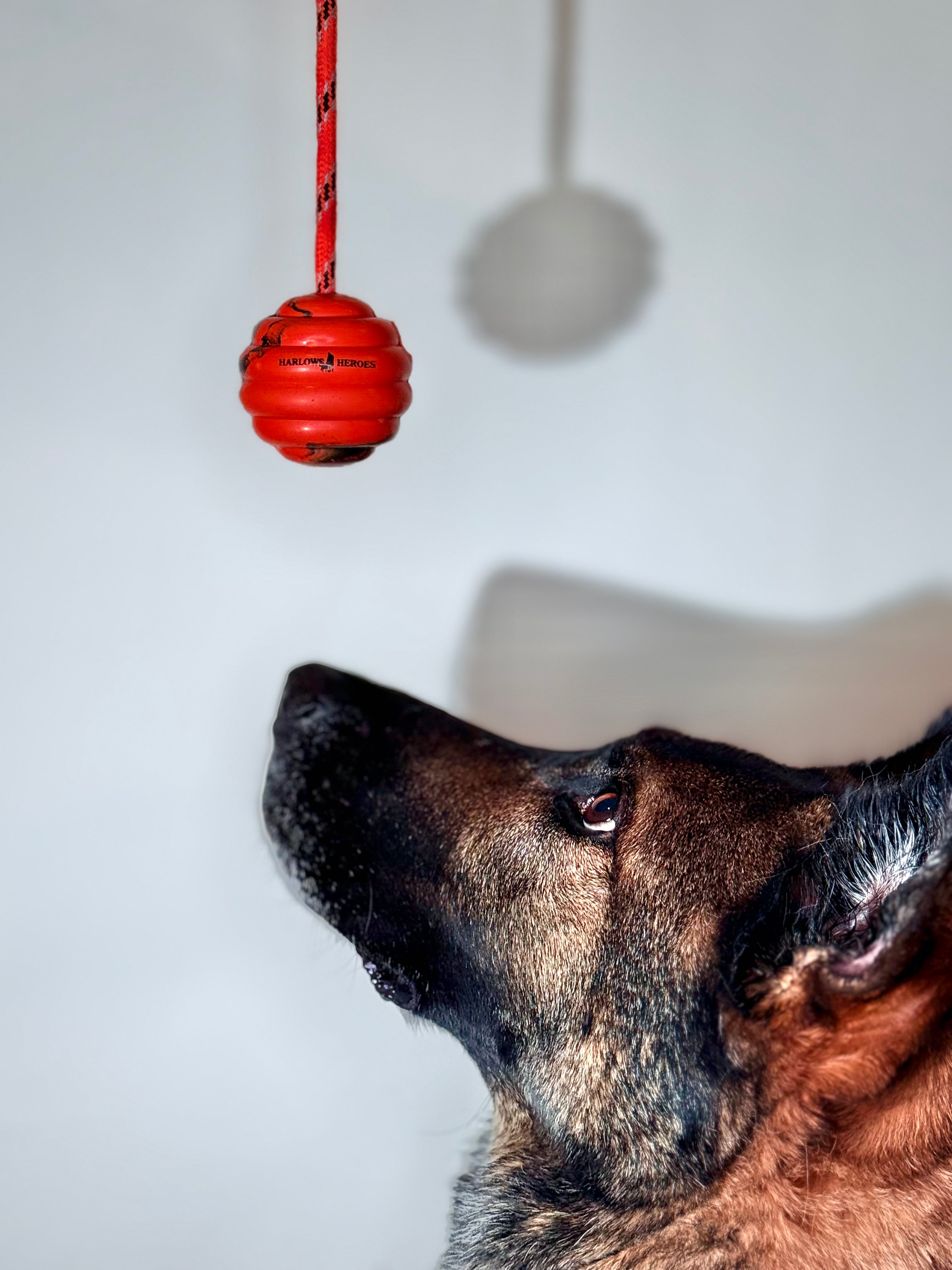 Send a K9 Some Love!