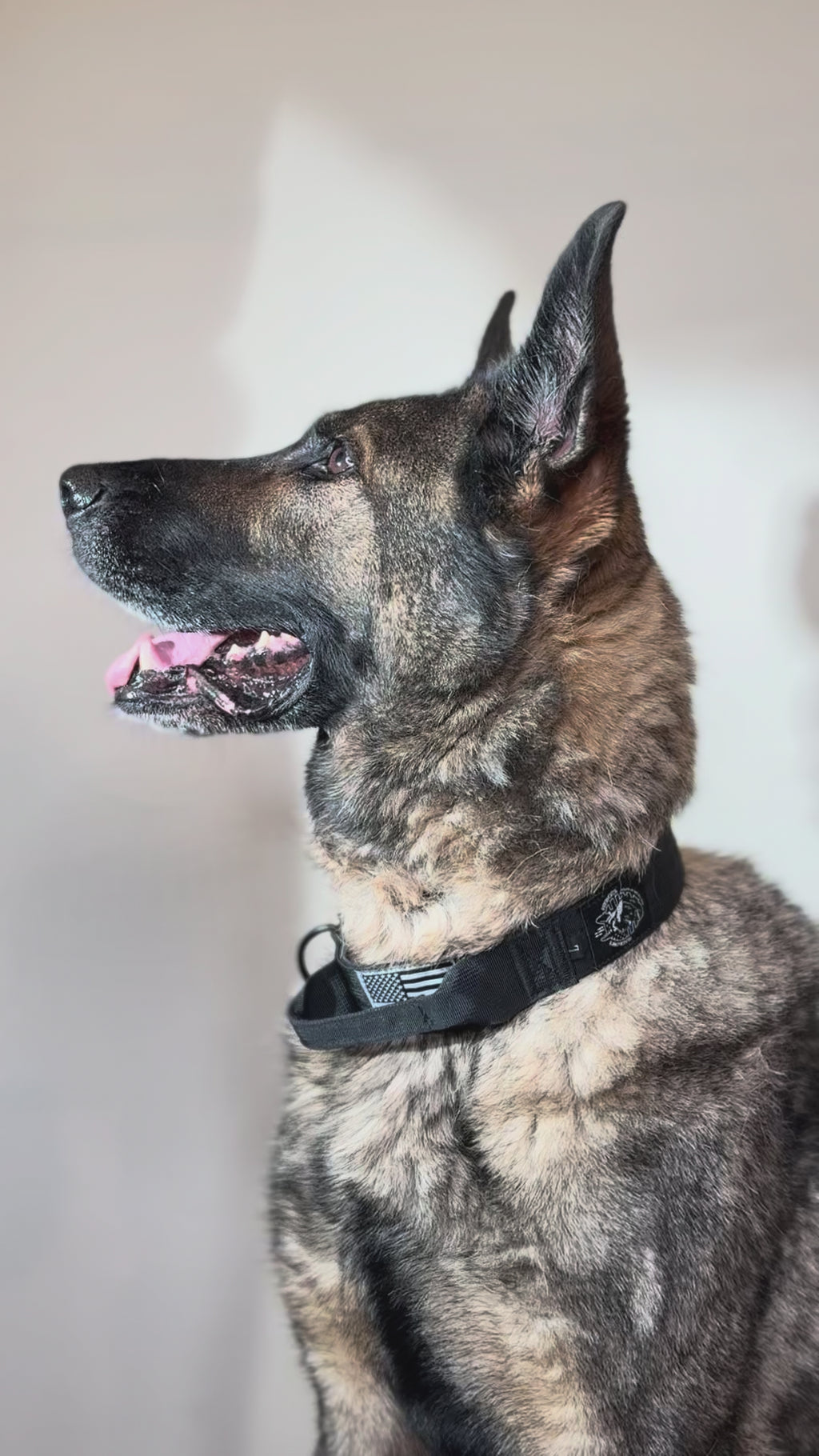 HH Custom Collars